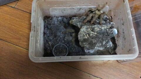 无码巨人,揭秘神秘生物的奥秘与传说