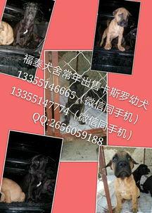 卡斯罗打斗视频,激战视频背后的热血瞬间