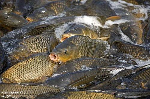 钓黑坑鲤鱼视频,视频教学解析